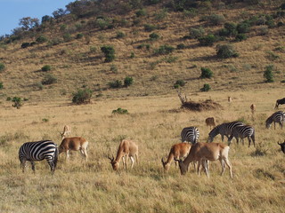 Fototapeta na wymiar Wildlife, Safari, Game Drive, Maasai Mara, Kenya