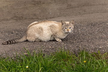 Obraz premium A well-fed homeless cat with blue eyes, a cross between a Siamese and a domestic cat, basks in the sun.