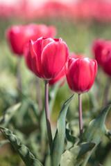 チューリップの花　春のイメージ