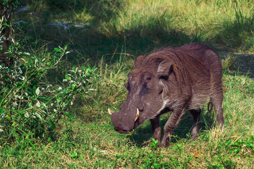 A warthog in green South Africa