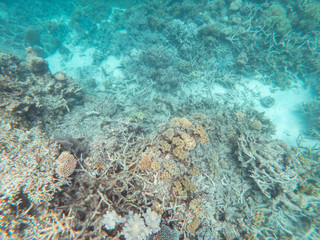 Coral underwater Great Barrier Reef. Colorful coral ecosystems in beautiful ocean. Clear blue...