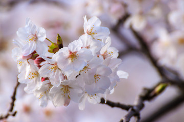 桜の花　春のイメージ