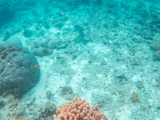 Coral underwater Great Barrier Reef. Colorful coral ecosystems in beautiful ocean. Clear blue turquoise sea. Coral reef, underwater scene and fish. Coral bleaching, endangered, marine life. Australia
