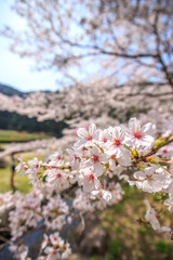 桜の花　春のイメージ