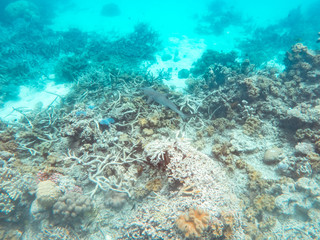 Coral underwater Great Barrier Reef. Colorful coral ecosystems in beautiful ocean. Clear blue turquoise sea. Coral reef, underwater scene and fish. Coral bleaching, endangered, marine life. Australia