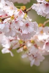 桜の花　春のイメージ