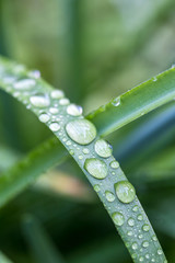 緑と水　環境とエコのイメージ