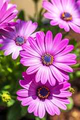 Obraz premium デイジーの花