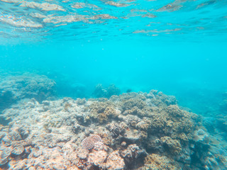 Fototapeta na wymiar Coral underwater Great Barrier Reef. Colorful coral ecosystems in beautiful ocean. Clear blue turquoise sea. Coral reef, underwater scene and fish. Coral bleaching, endangered, marine life. Australia