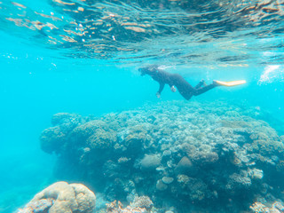 Tourist snorkeling underwater in clear blue turquoise sea. Coral underwater Great Barrier Reef. Colorful ecosystems in beautiful ocean. Holiday, vacation, travel, diving, tourism. Australia
