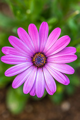 Obraz premium デイジーの花