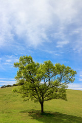 Fototapeta na wymiar 草原の1本の木　自然の素材