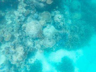 Coral underwater Great Barrier Reef. Colorful coral ecosystems in beautiful ocean. Clear blue turquoise sea. Coral reef, underwater scene and fish. Coral bleaching, endangered, marine life. Australia