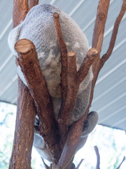 コアラ　動物　かわいい　平和