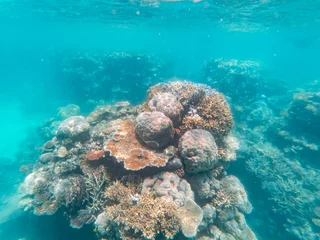 Fotobehang Coral underwater Great Barrier Reef. Colorful coral ecosystems in beautiful ocean. Clear blue turquoise sea. Coral reef, underwater scene and fish. Coral bleaching, endangered, marine life. Australia © Jam Travels