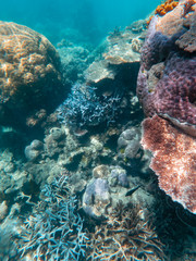 Coral underwater Great Barrier Reef. Colorful coral ecosystems in beautiful ocean. Clear blue turquoise sea. Coral reef, underwater scene and fish. Coral bleaching, endangered, marine life. Australia