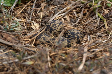 Eggs of a Blacksmith Lapwing in a nest.  Camouflaged very well. 
