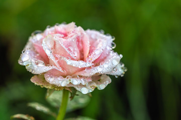 バラの花　水滴
