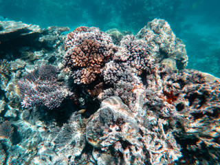 Naklejka na ściany i meble Coral underwater Great Barrier Reef. Colorful coral ecosystems in beautiful ocean. Clear blue turquoise sea. Coral reef, underwater scene and fish. Coral bleaching, endangered, marine life. Australia