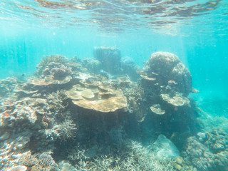 Coral underwater Great Barrier Reef. Colorful coral fish  ecosystems in beautiful ocean. Clear blue turquoise sea. Coral reef, underwater scene. Coral bleaching, endangered, marine life. Australia