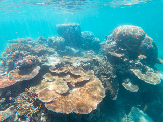 Coral underwater Great Barrier Reef. Colorful coral fish  ecosystems in beautiful ocean. Clear blue turquoise sea. Coral reef, underwater scene. Coral bleaching, endangered, marine life. Australia