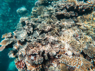 Coral underwater Great Barrier Reef. Colorful coral fish  ecosystems in beautiful ocean. Clear blue turquoise sea. Coral reef, underwater scene. Coral bleaching, endangered, marine life. Australia