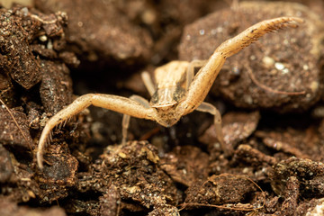 Crab spider between some rocks and soil in a garden. 