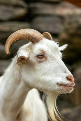 ヤギのポートレート