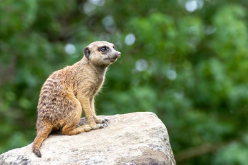 ミーアキャットのポートレート