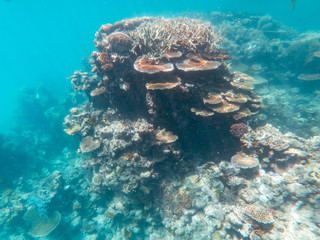 Coral underwater Great Barrier Reef. Colorful coral fish  ecosystems in beautiful ocean. Clear blue turquoise sea. Coral reef, underwater scene. Coral bleaching, endangered, marine life. Australia