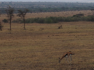 Springbok, Antidorcas marsupialis, Safari, Game Drive, Maasai Mara, Kenya