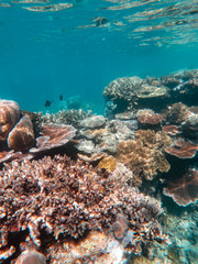 Coral underwater Great Barrier Reef. Colorful coral fish  ecosystems in beautiful ocean. Clear blue turquoise sea. Coral reef, underwater scene. Coral bleaching, endangered, marine life. Australia