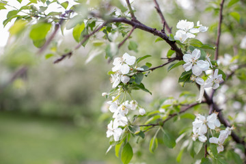 blossom tree in spring
