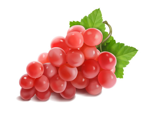 Red or pink grapes banch. Vector realistic illustration