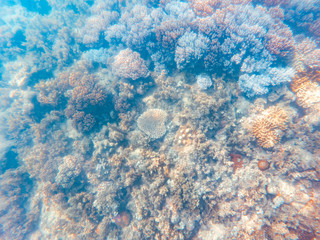 Coral underwater Great Barrier Reef. Colorful coral ecosystems in beautiful ocean. Clear blue turquoise sea. Coral reef, underwater scene and fish. Coral bleaching, endangered, marine life. Australia