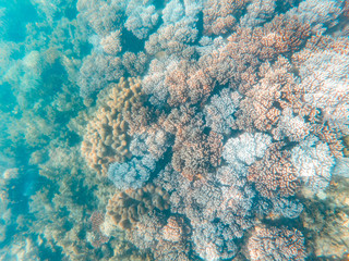 Coral underwater Great Barrier Reef. Colorful coral ecosystems in beautiful ocean. Clear blue...