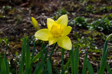 Fototapeta na wymiar Photo of blooming daffodils in the spring garden