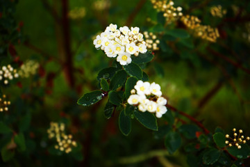 white flowers in the garden