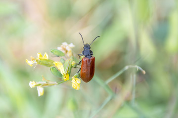 Insecte posé sur des fleurs jaunes
Insect on yellow flowers