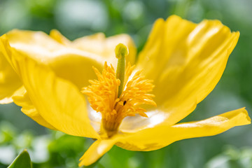 pistil de fleur jaune en macro
yellow flower pistil in macro
