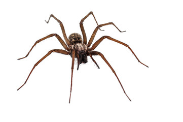 live spider on white