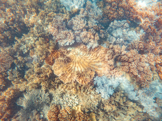Coral underwater Great Barrier Reef. Colorful coral ecosystems in beautiful ocean. Clear blue turquoise sea. Coral reef, underwater scene and fish. Coral bleaching, endangered, marine life. Australia