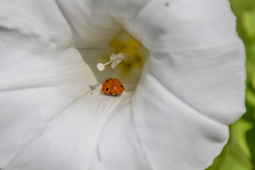Macrophotography nature - Flower ans insect