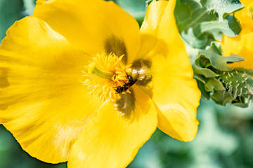 Macrophotography nature - Flower ans insect