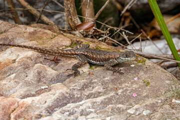 Close up of a Amazon lava lizard on a rock, Biribiri State Park, Minas Gerais, Brazil
