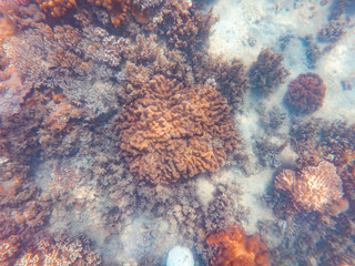Fototapeta na wymiar Coral underwater Great Barrier Reef. Colorful coral ecosystems in beautiful ocean. Clear blue turquoise sea. Coral reef, underwater scene and fish. Coral bleaching, endangered, marine life. Australia