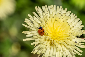 Macrophotography nature - Flower ans insect