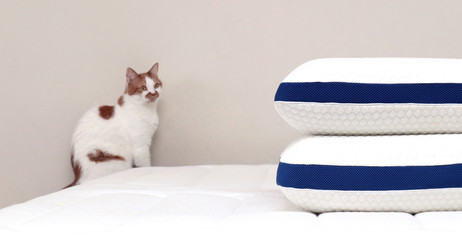 Domestic ginger cat is resting on an orthopedic mattress. The concept of health for your back and body.