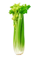 raw celery twig on white