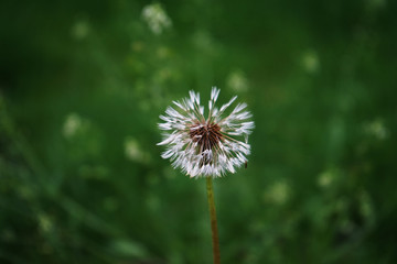dandelion on green